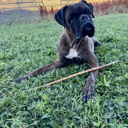 Boxer Puppies from Red Rock Boxers