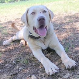 Dilute Retriever All Grown Up from DLime Ranch Silver Labs