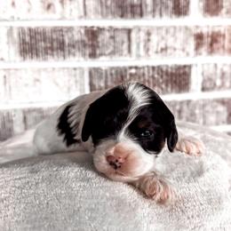 Eu te amo - Tri-color female Cavapoo puppy in Knoxville, Tennessee from Adventure Doodles Club