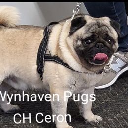 Ceron - Pug