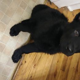 German Shepherd Puppies from Rain's Legacy German Shepherds