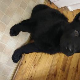 German Shepherd Puppies from Rain's Legacy German Shepherds