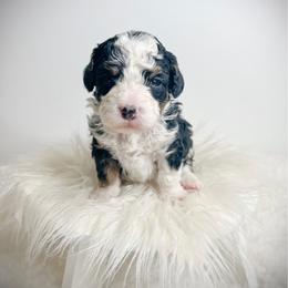 Bart - Tri-color male Bernedoodle puppy in Otisville, Michigan from Danie’s Darling Doodles LLC