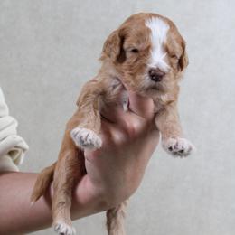 Hudson - Apricot male Goldendoodle puppy in Warsaw, Ohio from Lovabledoodles