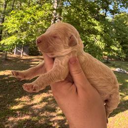 Reed - Cream male Poodle puppy in Osyka, Mississippi from Southern Sunshine Standards