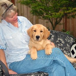 Golden Retriever Puppies from Costadoro Golden Retrievers