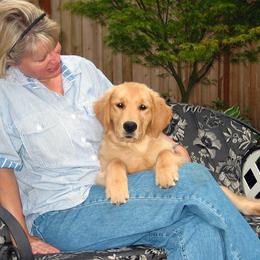 Golden Retriever Puppies from Costadoro Golden Retrievers