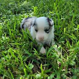 Boy 4 - male Border Collie puppy in Wildwood, Florida from Isle Breez Border Collies