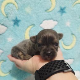 Blue tri boy - Blue male Chihuahua puppy in Richmond, Virginia from Breens