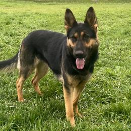 Tiri - German Shepherd