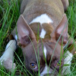 Boston Terriers from Rusty Pines Boston Terriers