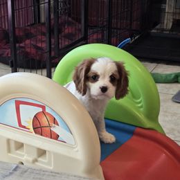 Cavalier King Charles Spaniel and Cocker Spaniel Puppies from Sunshine Cocker Spaniels & Cavaliers