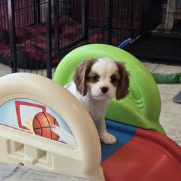 Cavalier King Charles Spaniel and Cocker Spaniel Puppies from Sunshine Cocker Spaniels & Cavaliers
