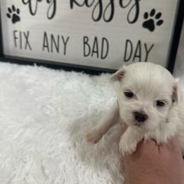 Koa - White male Maltipoo puppy in Apple Valley, California from Boujeepups
