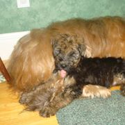 Briard Puppies from Deja Vu Briards
