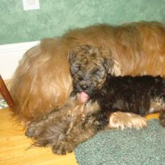 Briard Puppies from Deja Vu Briards