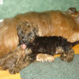 Briard Puppies from Deja Vu Briards