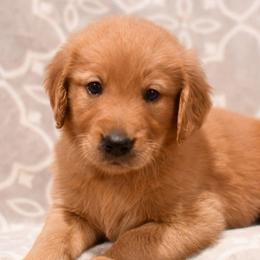Kiwi - Dark golden male Golden Retriever puppy in Strawberry Plains, Tennessee from Origins Goldens