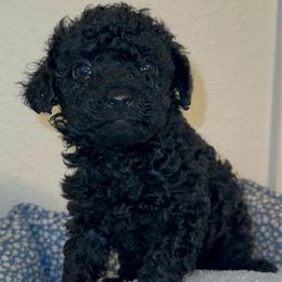 Pupper 4 - Black male Poodle puppy in California from Central Valley Scotties