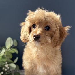 Miss Yellow - Apricot female Cavapoo puppy in Norton Shores, Michigan from Dune Pack Doodles and Poodles