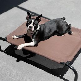 Boston Terrier Puppies from K&N Boston Paws