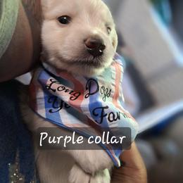Number One Male- Purple - Cream male Dachshund puppy in Gordon, Georgia from Long Dogs Yellow Farm