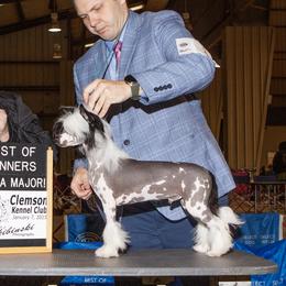 Spencer - Chinese Crested