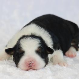 Hilton - Black tri-color male Australian Shepherd puppy in Circleville, Utah from Canyon Creek Aussies