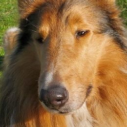 Berger Picards and Collies from JEM'S Collies-Berger Picards