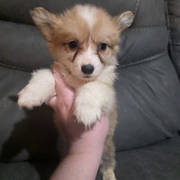 Red Fluffy Male - Red male Pembroke Welsh Corgi puppy in Unicoi, Tennessee from East Tennessee Clark Corgis
