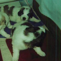 Pyrenean Mastiff Puppies from SaddleDog Farm