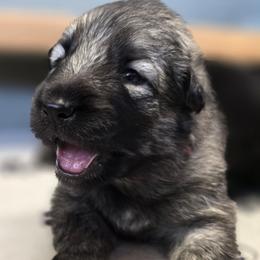 Rey - Black and cream female Shiloh Shepherd puppy in Anza, California from Stunning Shiloh Shepherds