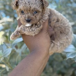 Chucky - Apricot male Poodle puppy in Kissimmee, Florida from Unique Poodles