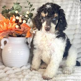 Maple - Phantom female Poodle puppy in Calimesa, California from Teakwood Poodles of SoCal