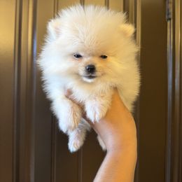 Lee - Cream male Pomeranian puppy in Corpus Christi, Texas from Crown Rose Pomeranians