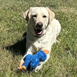 Riley - Labrador Retriever