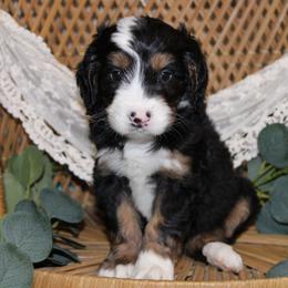 Yellow Girl - Merle female Bernedoodle puppy in Belgreen, Alabama from Scott’s Farm Poodles and Doodles