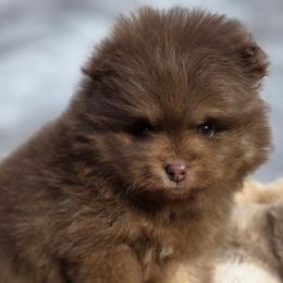Pomeranians from Ruby's Sky's Kennels Pomeranian's