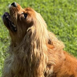 Cavalier King Charles Spaniels from Becky's Cavalier King Charles Spaniels