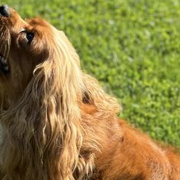 Cavalier King Charles Spaniels from Becky's Cavalier King Charles Spaniels