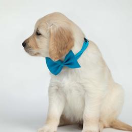 Golden Retriever Puppies from Valley County Goldens