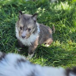 Santiago - Sable and white male Shetland Sheepdog puppy in Wiggins, Colorado from Enlia Shelties