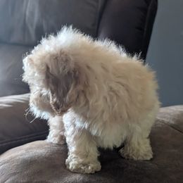 Girl 1 - Cream female Poodle puppy in Mamou, Louisiana from Cajun Furry Friends