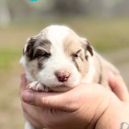 JJ - Red merle female Border Collie puppy in Sanger, California from Flying M Cactus Ranch Buddies