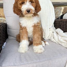 Lucy - Red female Bernedoodle puppy in Holtwood, Pennsylvania from Country Ridge Puppies