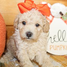 Goldendoodle puppies from Rocking H