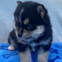 Koda - Tri-color male Pomsky puppy in Battle Creek, Michigan from T-Rose’s Bernedoodle & Pomsky Puppies