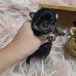 Prince - Black and tan male Chihuahua puppy in Brooksville, Florida from Daystars Chihuahuas