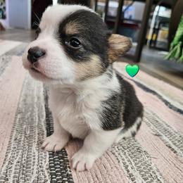 John - Black and tan male Pembroke Welsh Corgi puppy in Frontenac, Kansas from Holloway Corgis