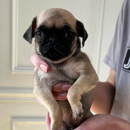 Joey - Fawn male Pug puppy in Greeneville, Tennessee from Bear Mountain Farms